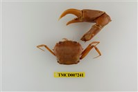 藏品(休氏聲蟹)的圖片